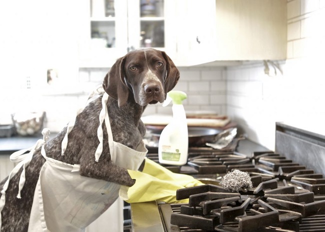 Rutland County Humane Society Offers Spring Tips for Pets